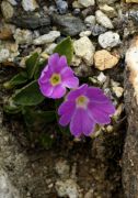 Primula allionii 'Beatrice Wooster'